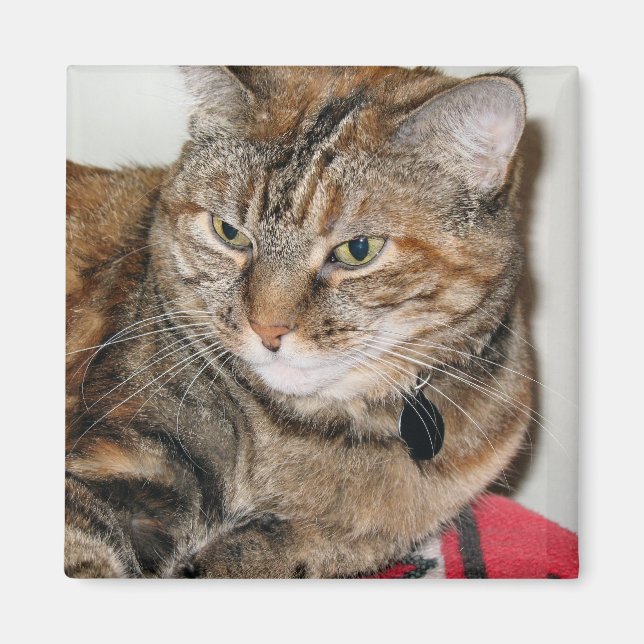 Imán Canela del gato (Frente)