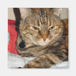 Imán Canela el gato