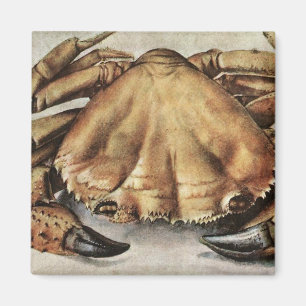 Imán Cangrejo (Creatura bajo el mar) (de Albrecht Durer