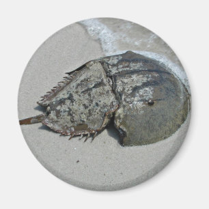Imán Cangrejo de herradura - varón