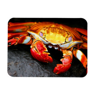 Imán Cangrejo de las Islas Galápagos