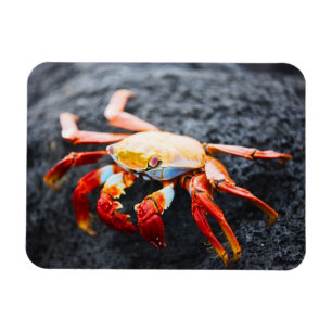 Imán Cangrejo del lightfoot de Sally en una roca negra