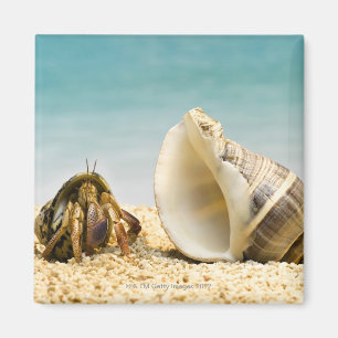 Imán Cangrejo ermitaño mirando una concha más grande