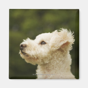 Imán Caniche 2 (blancos)