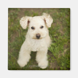 Imán Caniche (blanco)