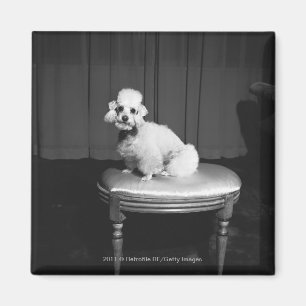 Imán Caniche blanco que se sienta en el taburete B&W