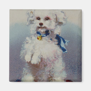 Imán Caniche con la cinta azul