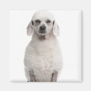 Imán Caniche (de 1 año)