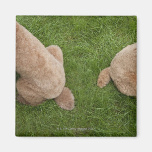 Imán caniche estándar