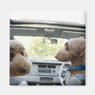 Imán caniche estándar