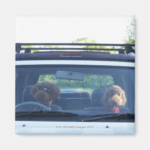 Imán caniche estándar 4