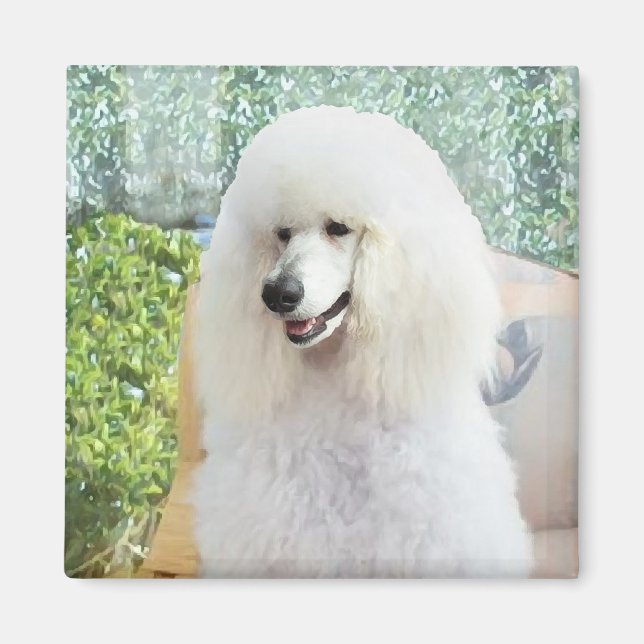 Imán Caniche estándar blanco (Frente)