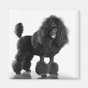 Imán Caniche negro arreglado