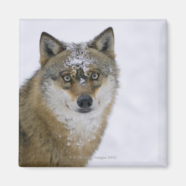 Imán Canis lupus, Looking Camera, Alemania, Europa (Frente)
