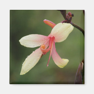 Imán Canna "penacho" 1