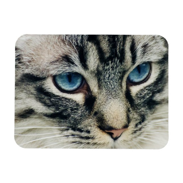 Imán Cañón de gato con ojos azules (Horizontal)