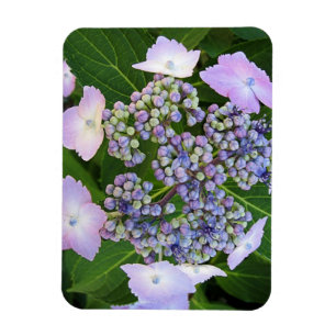 Imán Capa de encaje de lavanda Hydrangea Bloom Magnet