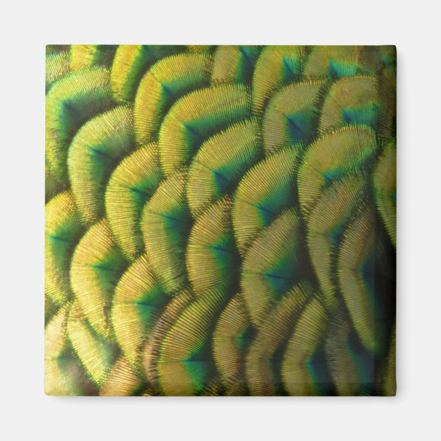 Imán Caperas de pavo real II Naturaleza colorida (Frente)