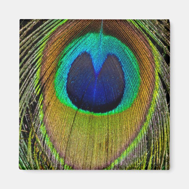 Imán Caperas de pavo real macho (Frente)