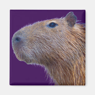 Imán Capibara