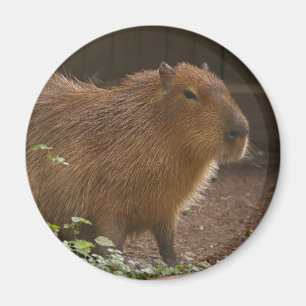 Imán Capibara