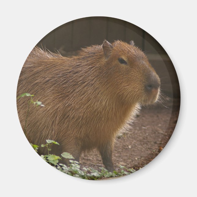 Imán Capibara (Frente)
