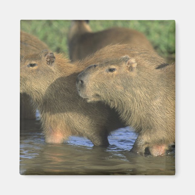 Imán Capibara, Hydrochaeris hidrochaeris), la zona del  (Frente)