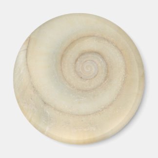 Imán Cápiz - Conquiliología - Espiral Blanca
