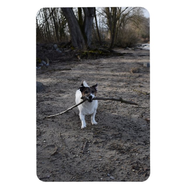 Imán Capo von Oppenheim, Jack Russell Terrier Dog (Vertical)