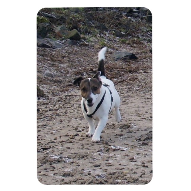 Imán Capo von Oppenheim, Jack Russell Terrier Dog Magne (Vertical)