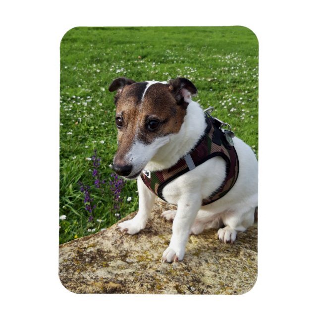 Imán Capo von Oppenheim, Jack Russell Terrier Dog Magne (Vertical)