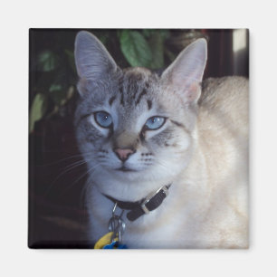 Imán Cappuccino el gato