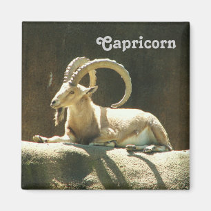 Imán ¡Capricornio Magnet!