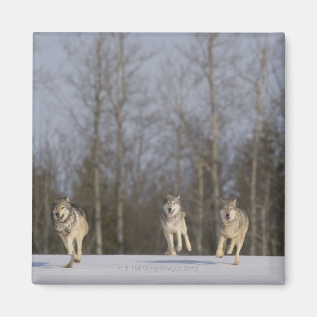 Imán Captiva, Duluth, Minnesota, EE.UU. 2 (Frente)