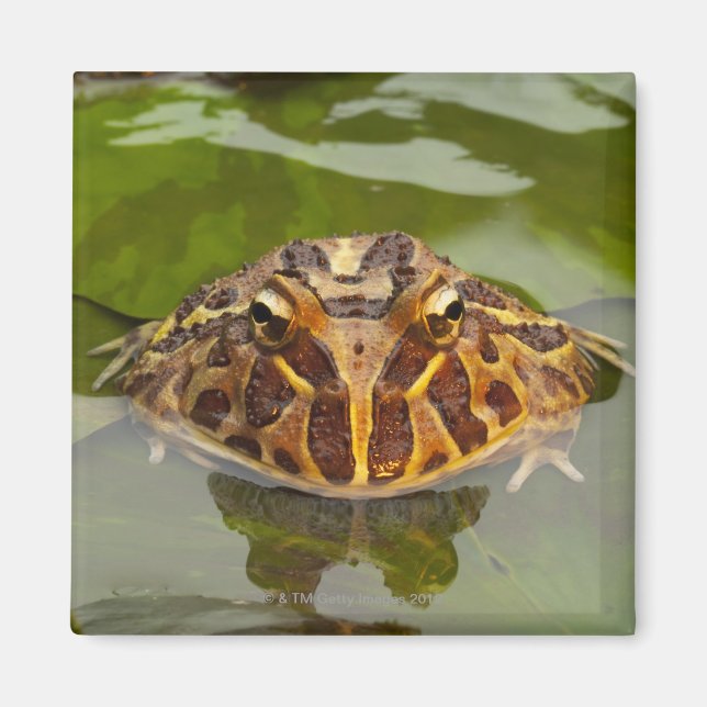 Imán Captiva, Nebraska, Estados Unidos (Frente)