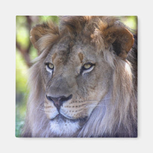 Imán Captura de cabeza de león macho