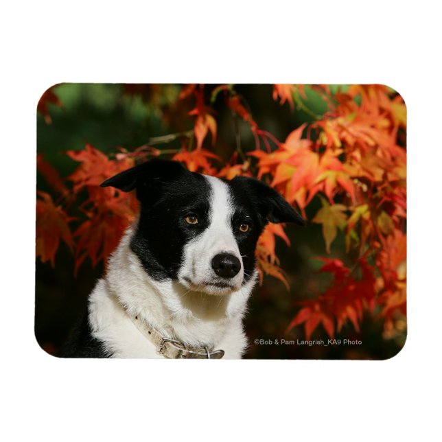 Imán Captura de cabeza de otoño de Border Collie (Horizontal)