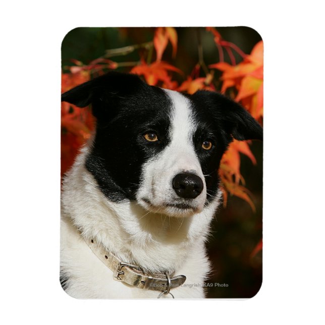 Imán Captura de cabeza de otoño de Border Collie (Vertical)