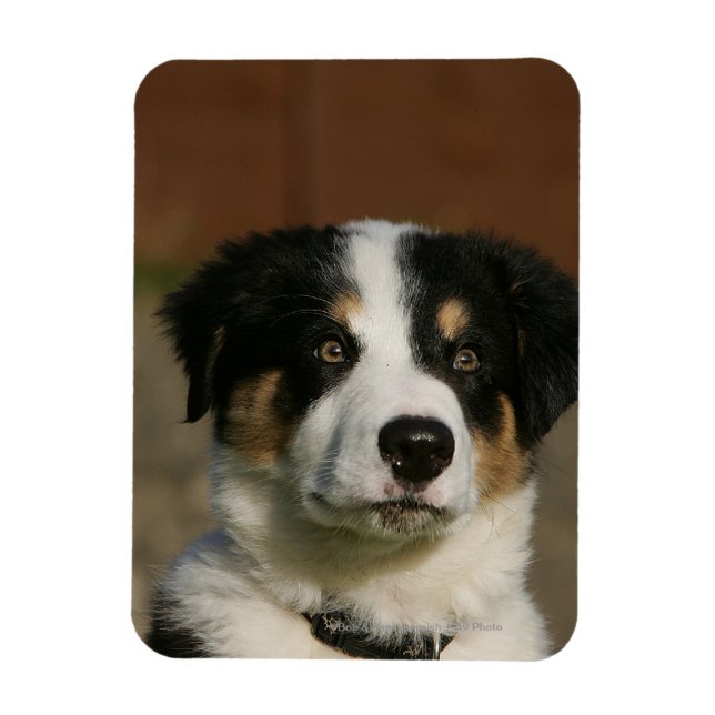 Imán Captura de la cabeza de un collie de borde anterio (Vertical)