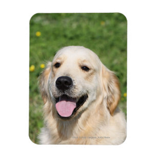 Imán Captura de pantalla de Golden Retriever 1