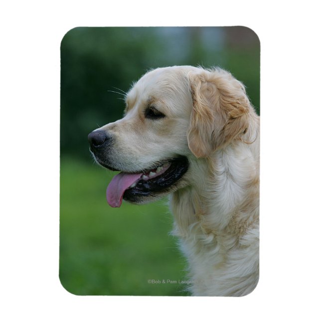 Imán Captura de pantalla de Golden Retriever 2 2 (Vertical)