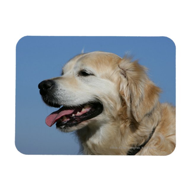 Imán Captura de pantalla de Golden Retriever 4 (Horizontal)