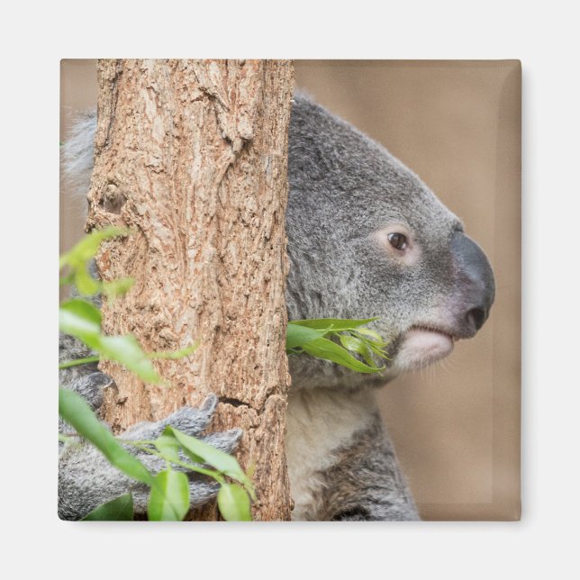 Imán Captura de pantalla de Koala (Frente)
