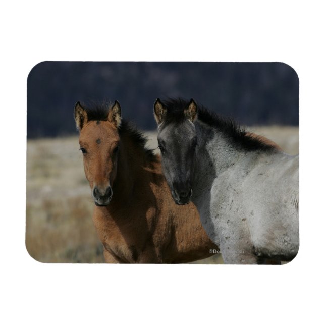 Imán Captura de pantalla de Mustang Foal (Horizontal)