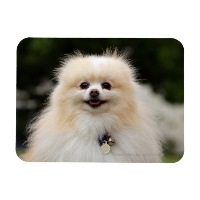 Imán Captura de pantalla de Pomerania 1 (Horizontal)