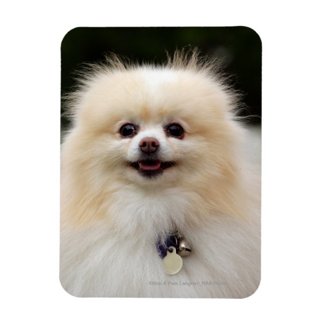Imán Captura de pantalla de Pomerania 1 (Vertical)