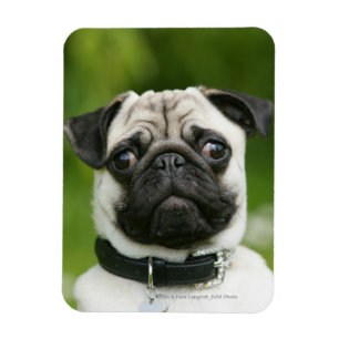 Imán Captura de pantalla de Pug
