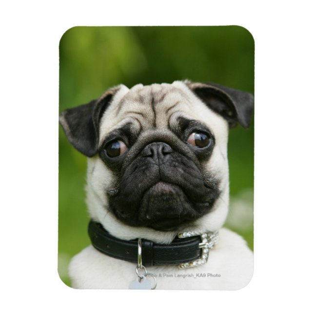 Imán Captura de pantalla de Pug (Vertical)