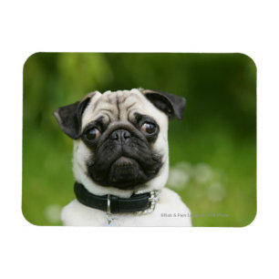 Imán Captura de pantalla de Pug
