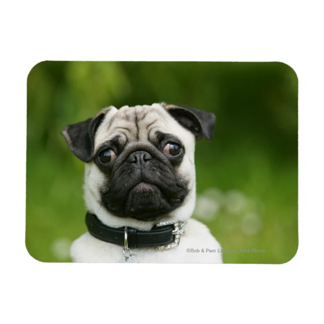 Imán Captura de pantalla de Pug (Horizontal)